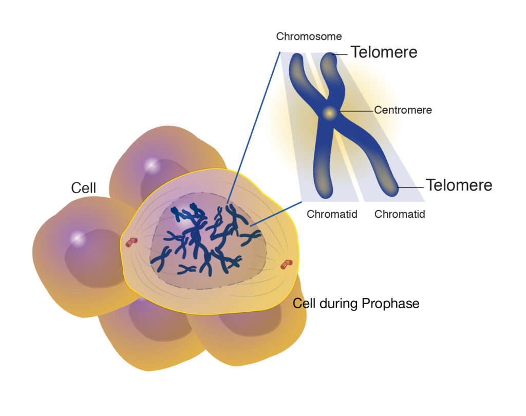 telomery