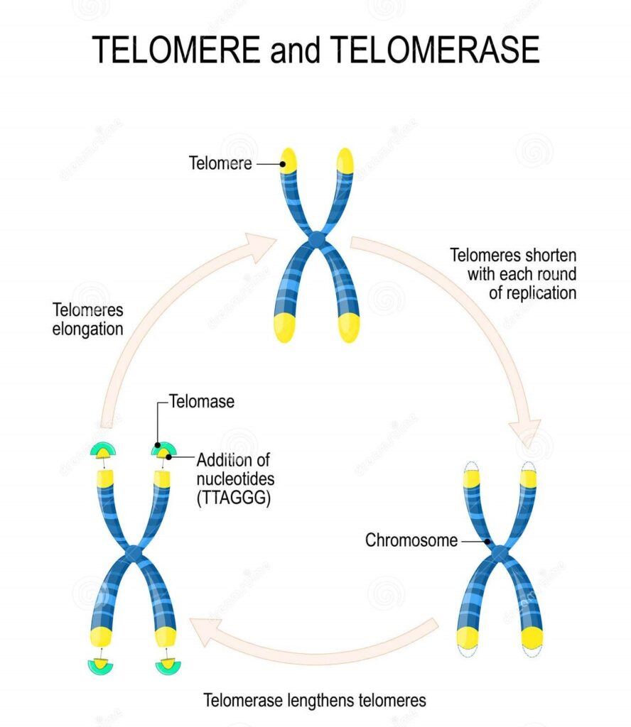 telomery a telomeraza 1